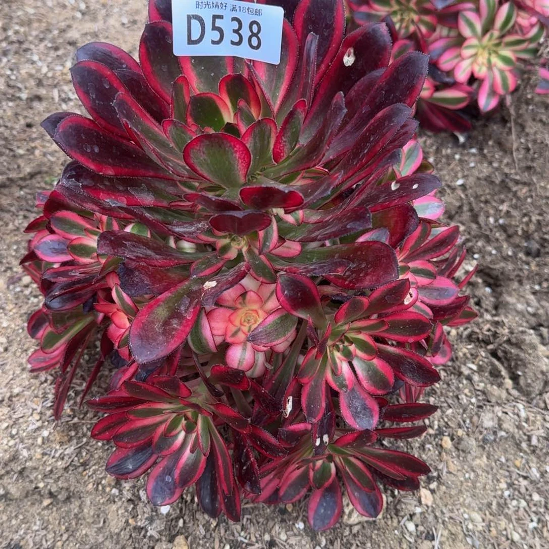 依*538香奈儿多肉植物