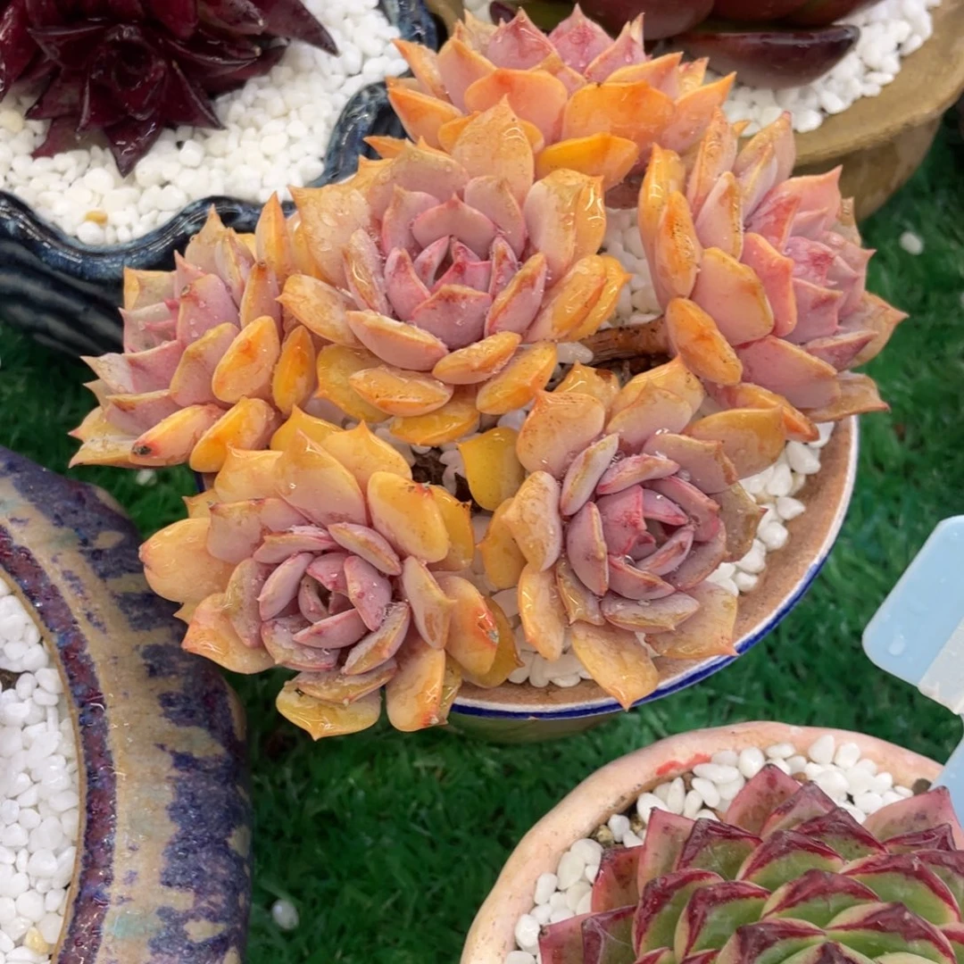 多肉植物盆栽多肉植物