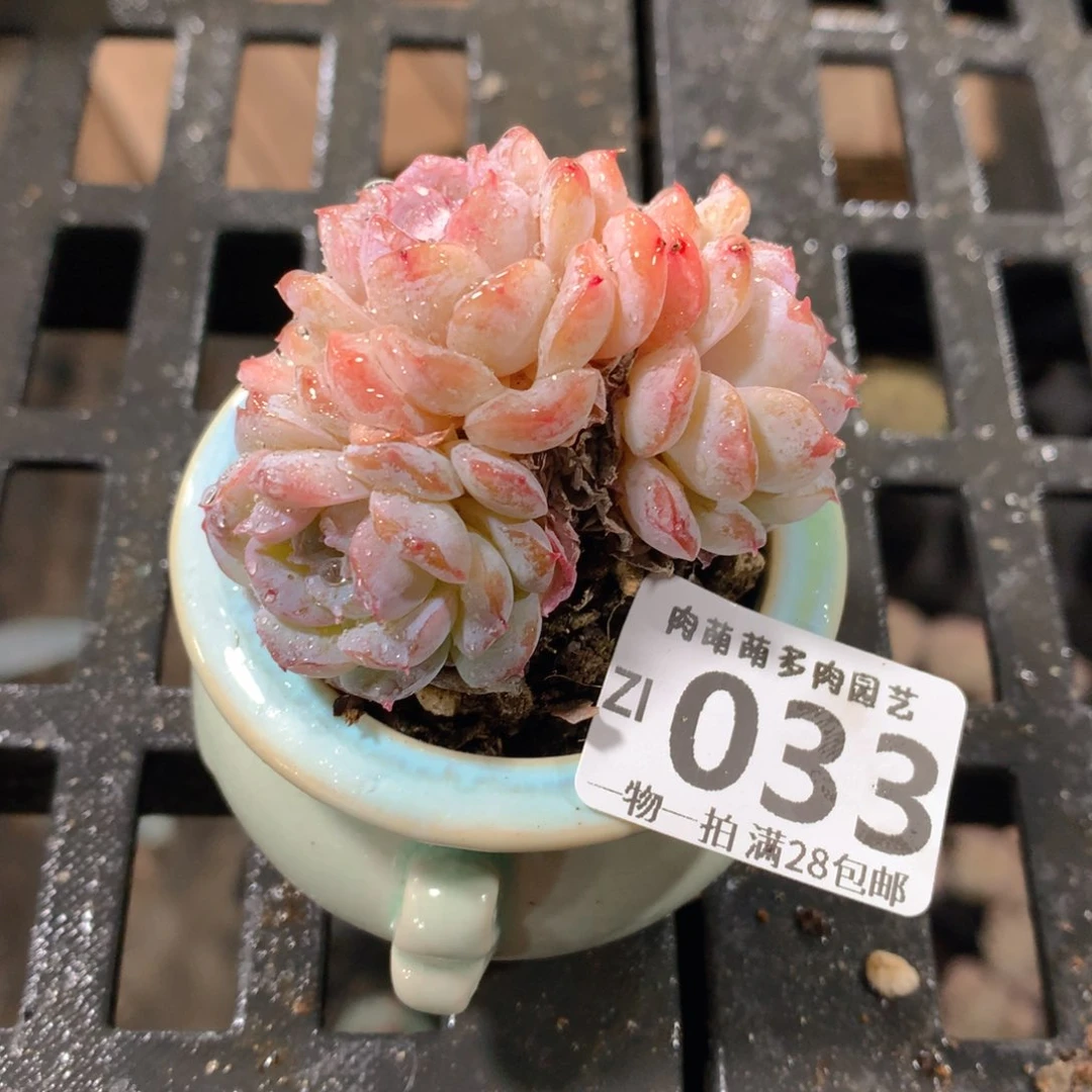 肉萌萌拇指盆精控多肉ZI033