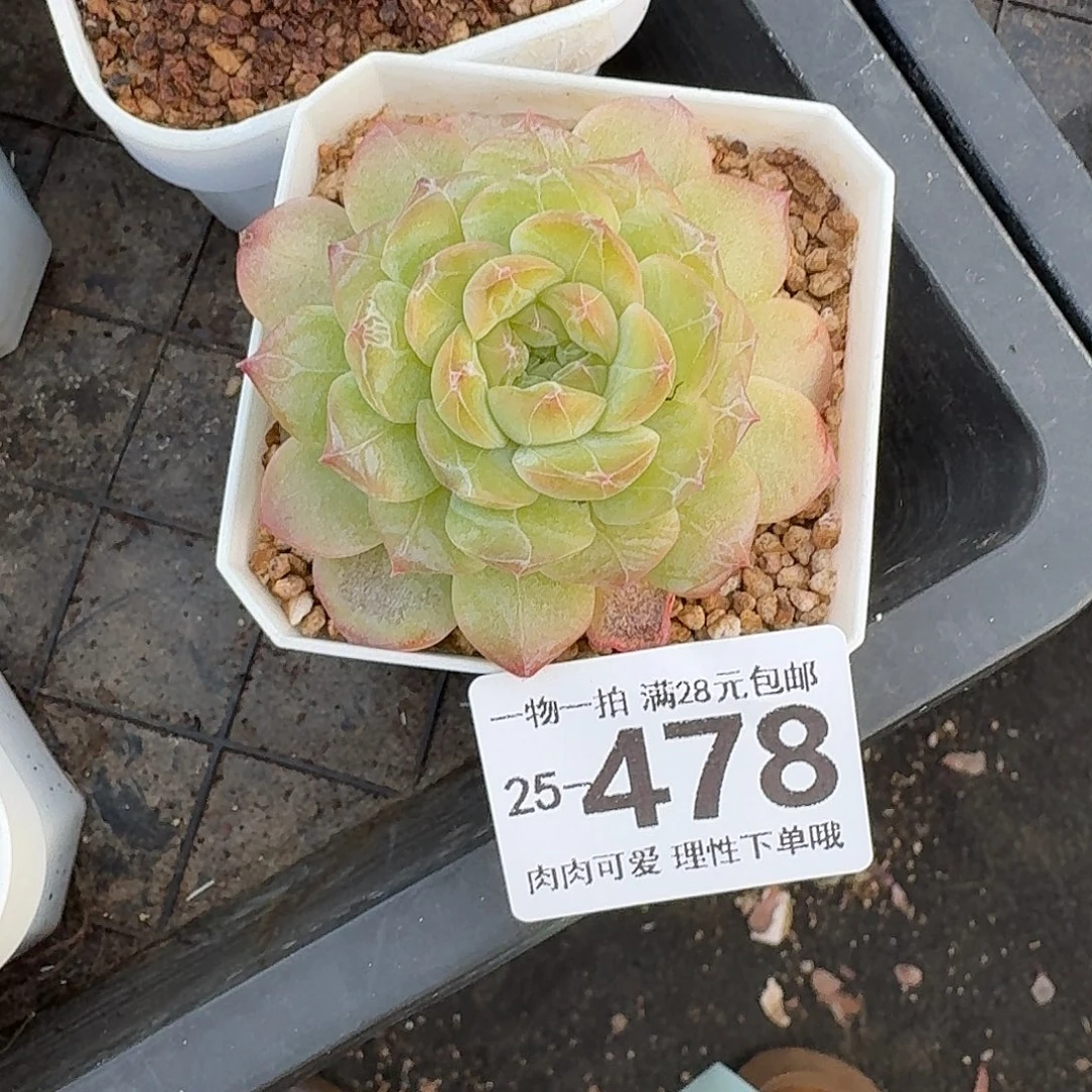 玻璃樽无盆土发货无