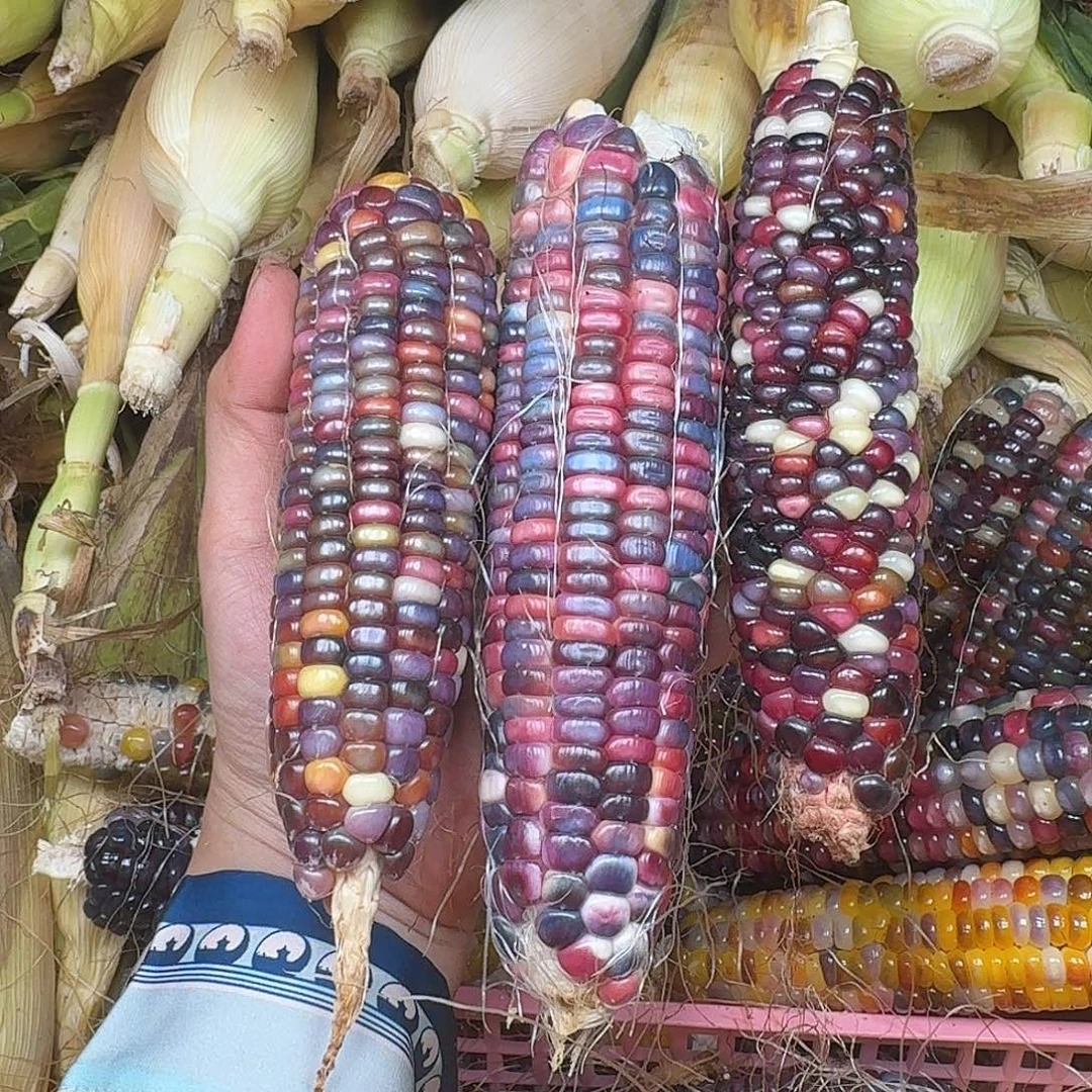 h***i大叶紫檀（黑酸枝木类）