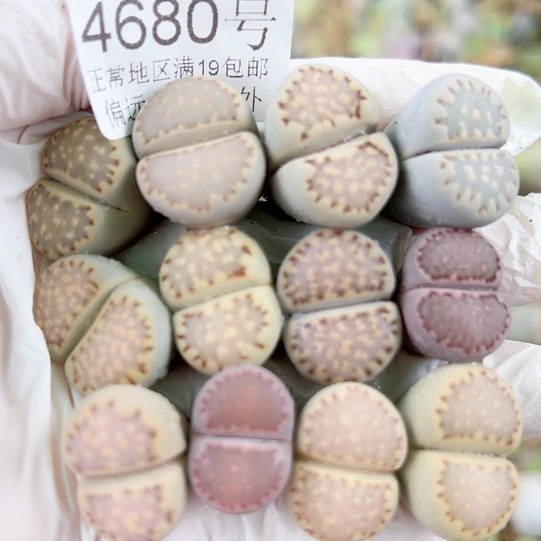 4680四年彩饼干12个1.5-2cm