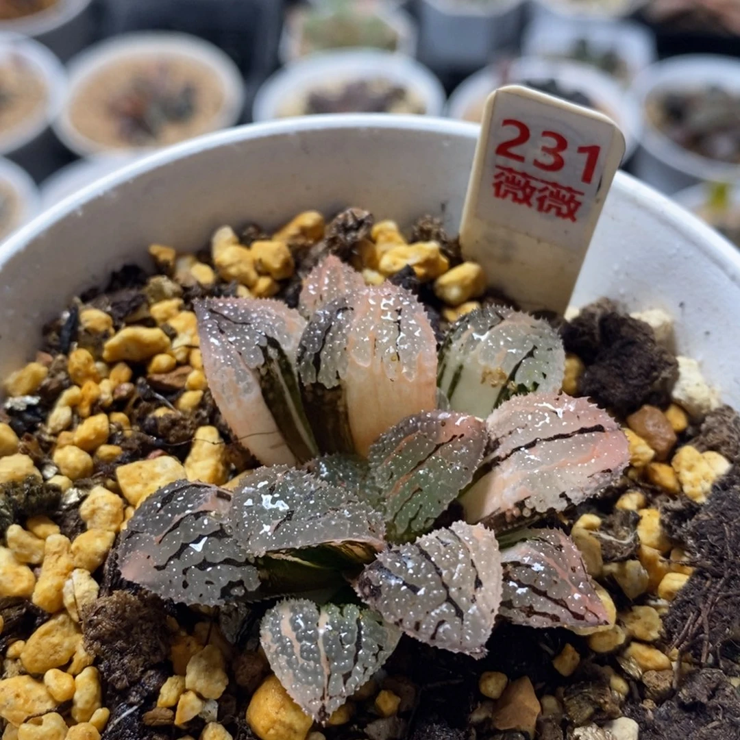 231具味城十二卷多肉