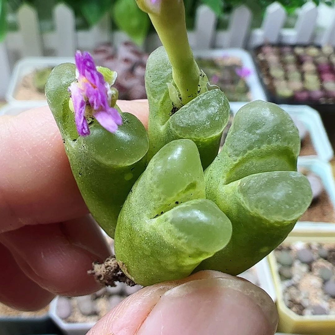 无花朵一颗包邮………………………