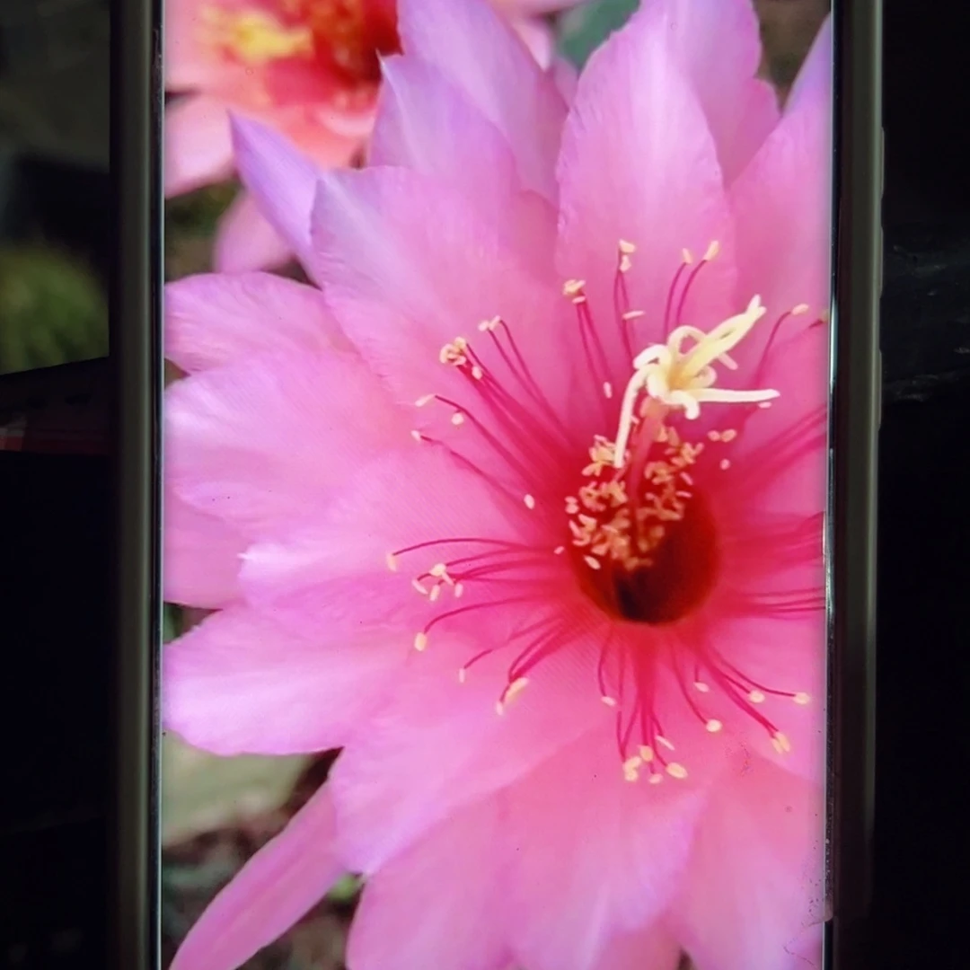 下43金妞艾薇塔歪侧芽5公分左右20包邮