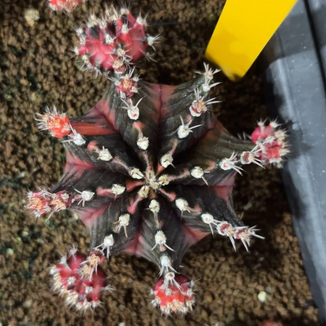 L533-1218泰国发货 8mm