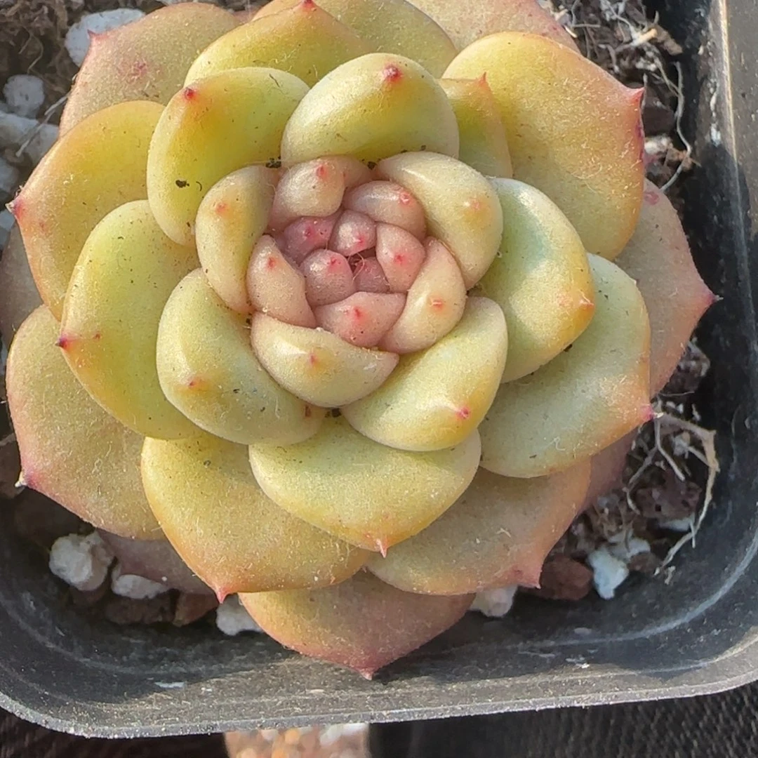 多肉小卡拉米糖心一物一拍