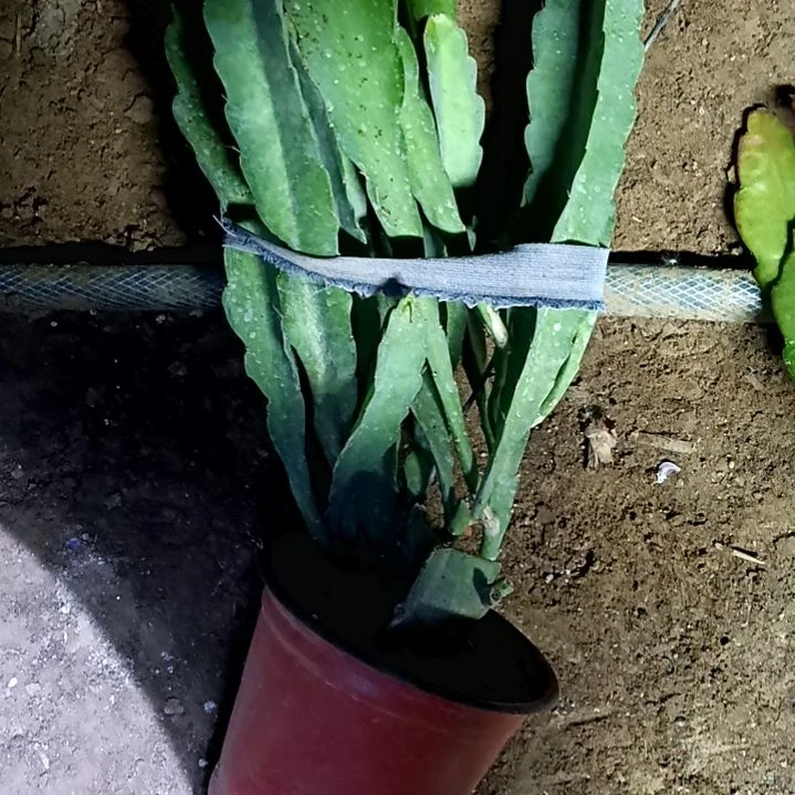 完全开放花*语令箭何花过顶