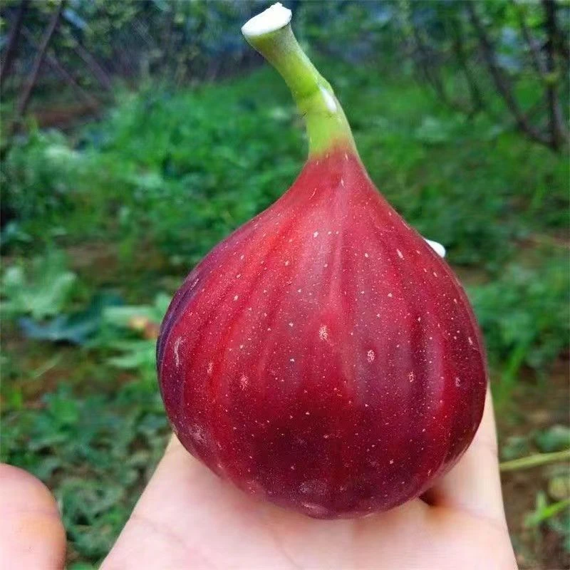 【顺丰空运】云南夏季露天种植新鲜波姬红无花果软糯清甜现摘现发