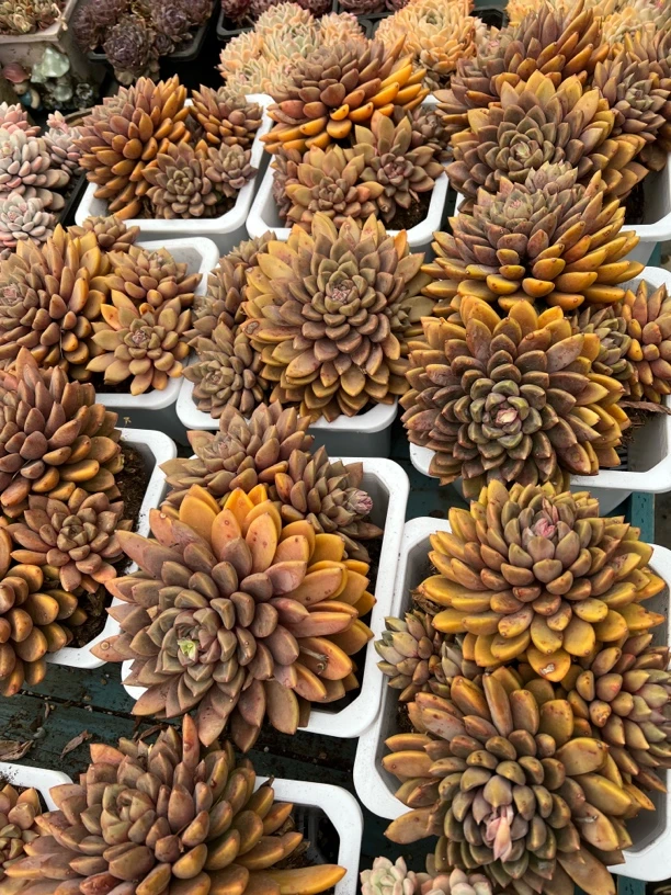 云南多肉植物老桩 美人系多肉红象牙 一物一拍