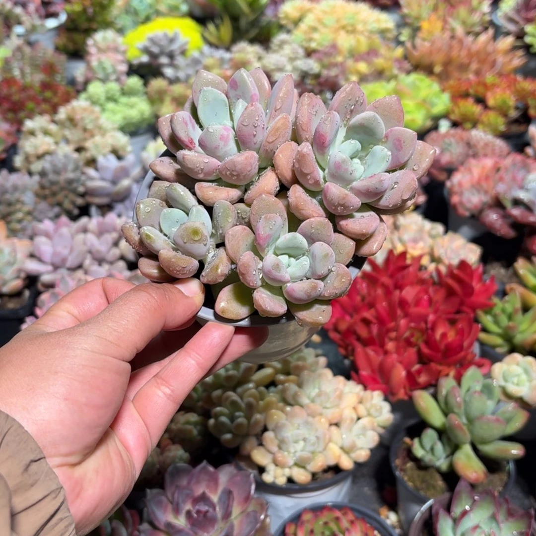 花斑鹿多肉整群11㎝盆
