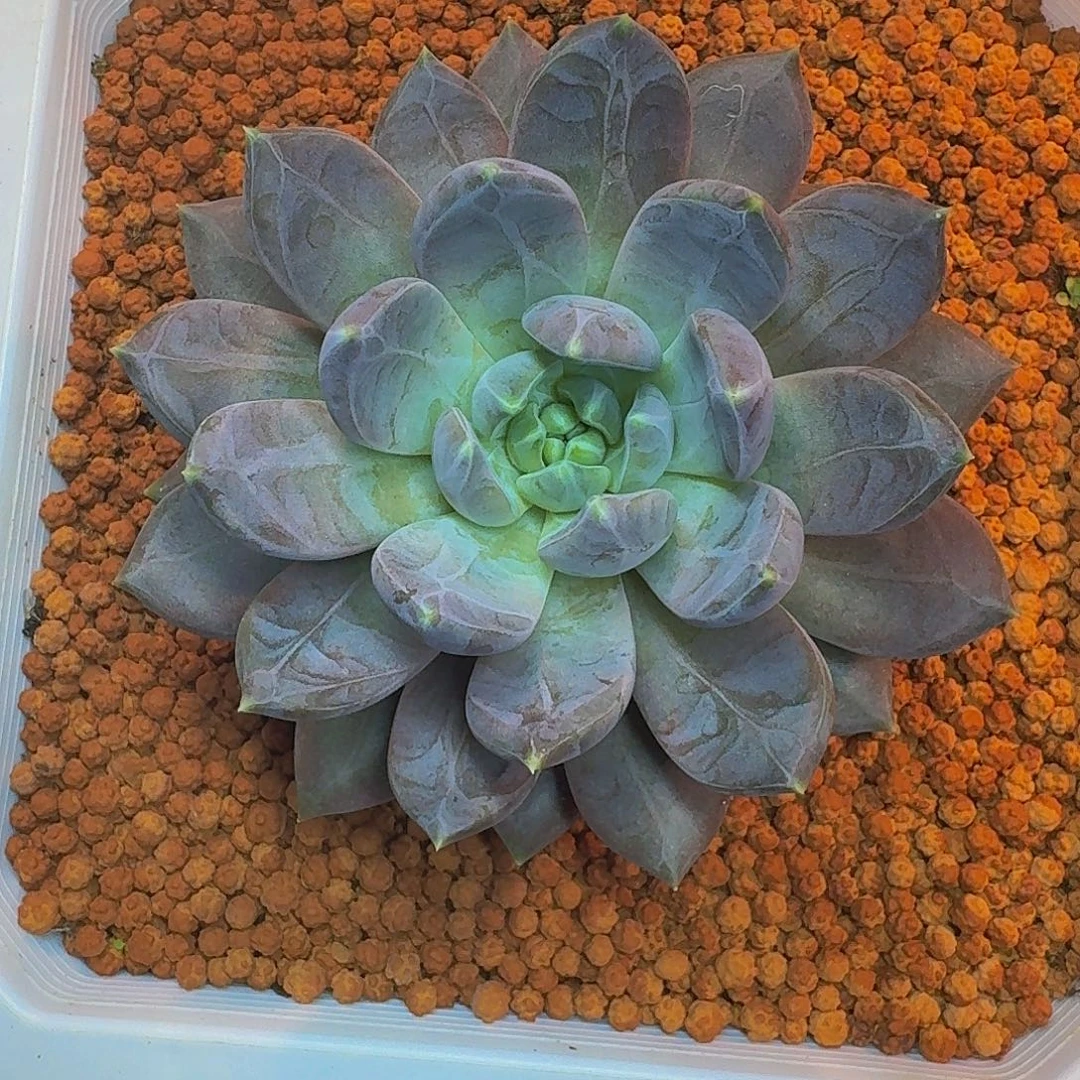 邀月仙子 单头 一物一拍