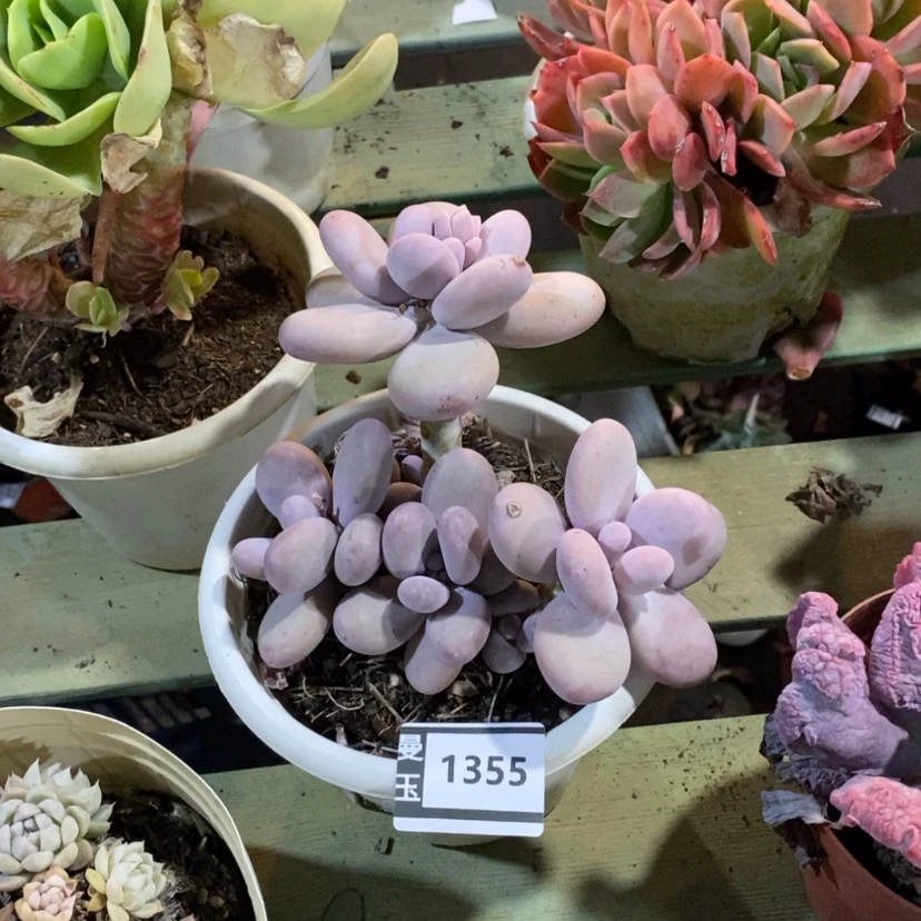 【闪购商品】花达摩奶1355