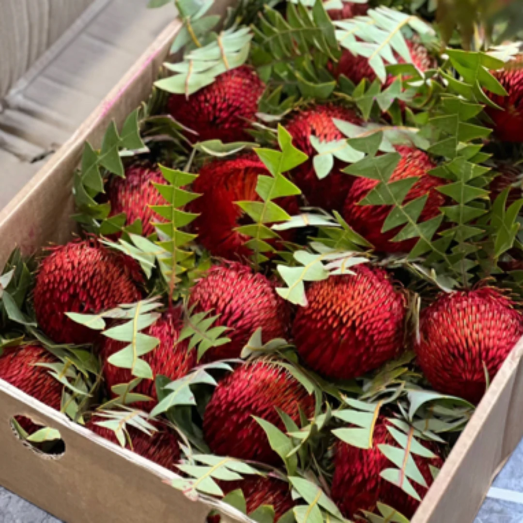 南非进口花鸟巢佛塔红色可做干花