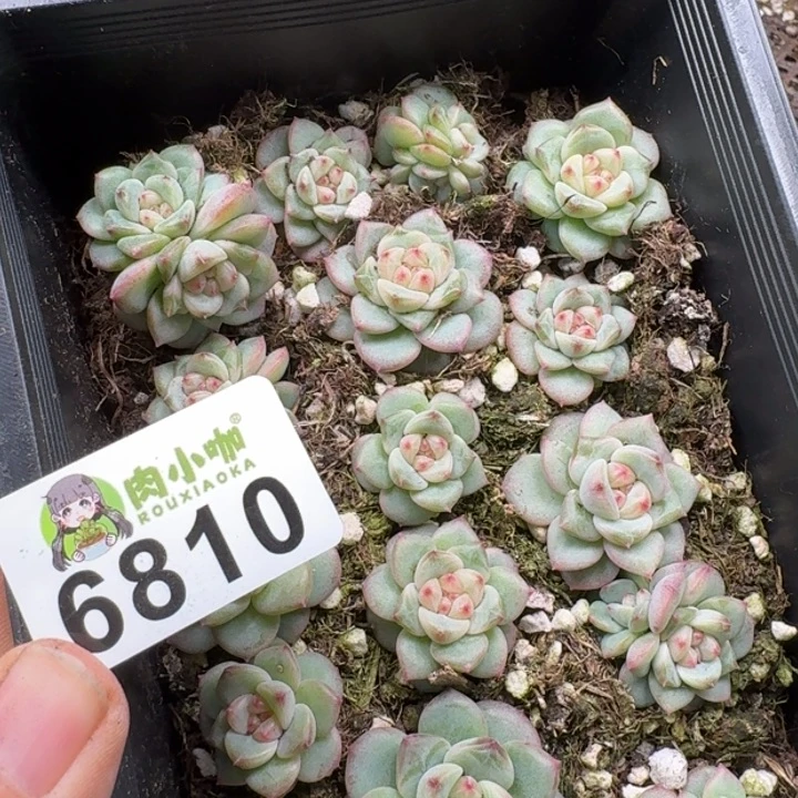 小***甜多肉植物多肉植物