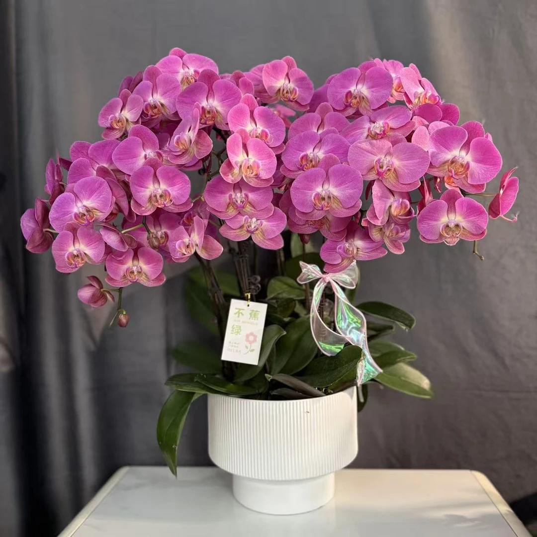 蝴蝶兰《金苹果》艺术大组盆送礼乔迁 客厅 美观带花带苞