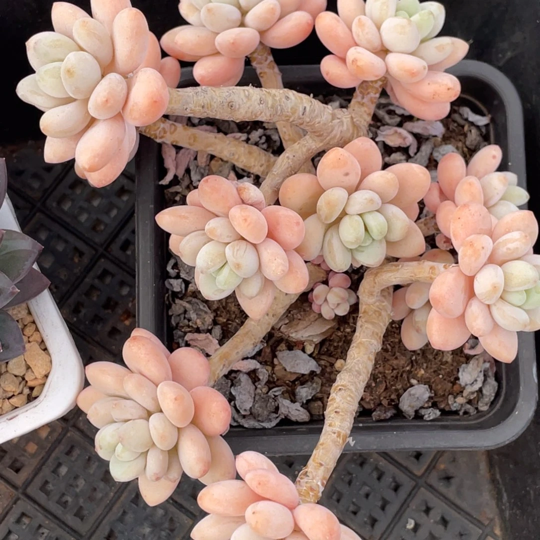 香水洛神飘枝老桩群生