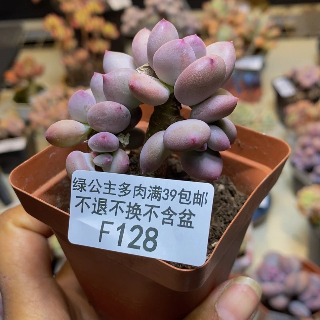 128苹果奶四代多肉5cm