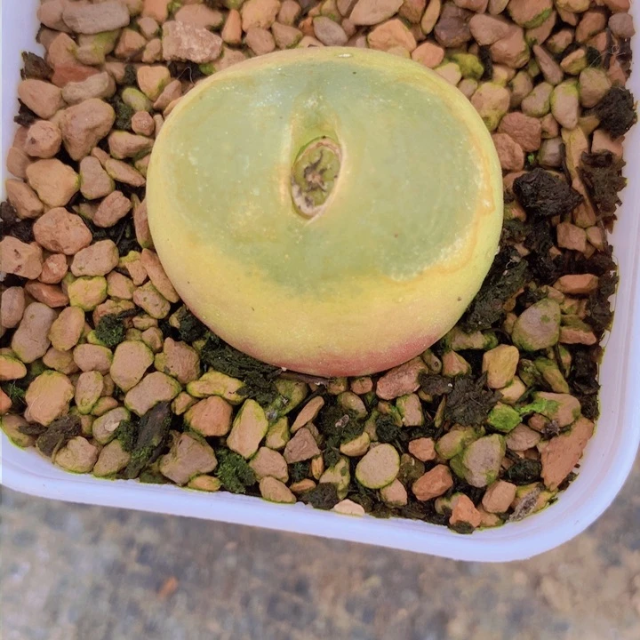 15556699999998888899896666