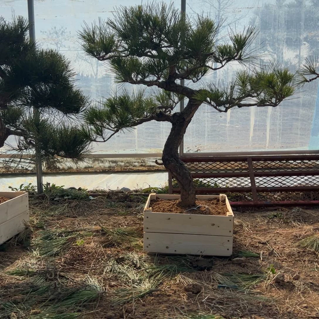 无花朵黑松一物一拍