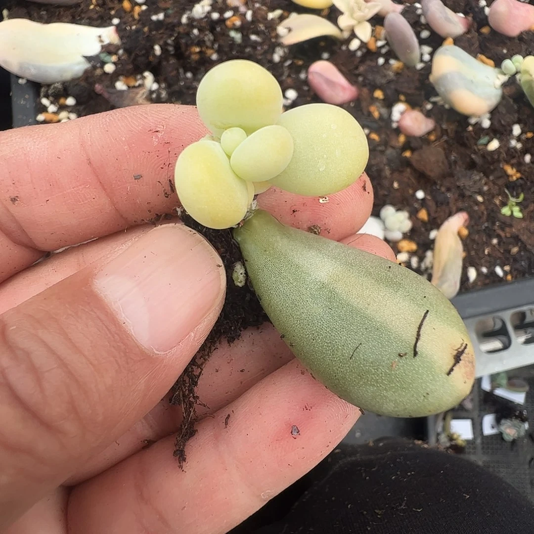 ****园多肉植物多肉植物