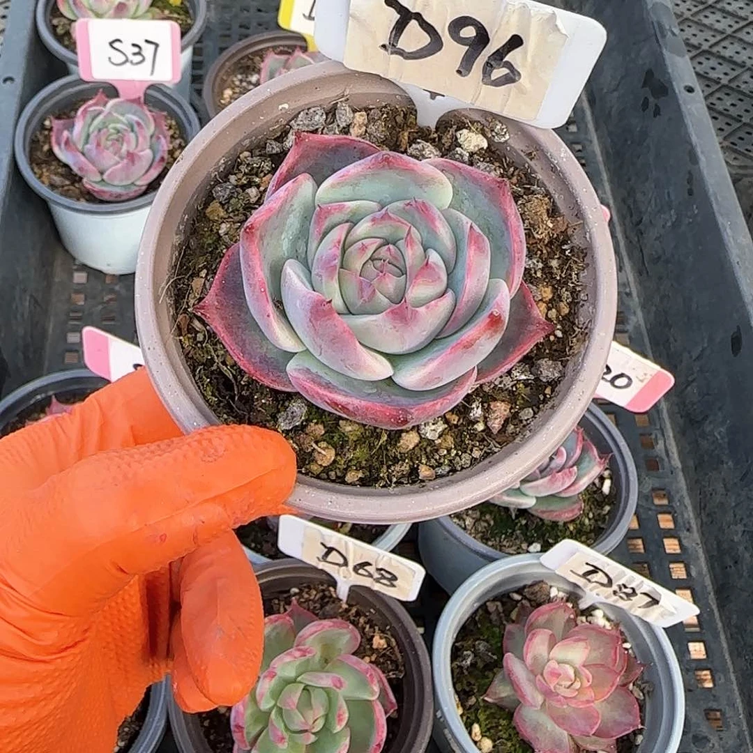 超**丽D96惊鸿单头多肉