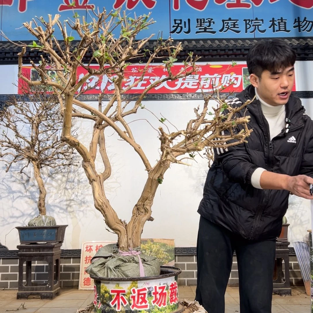无花朵金银花开花288565898