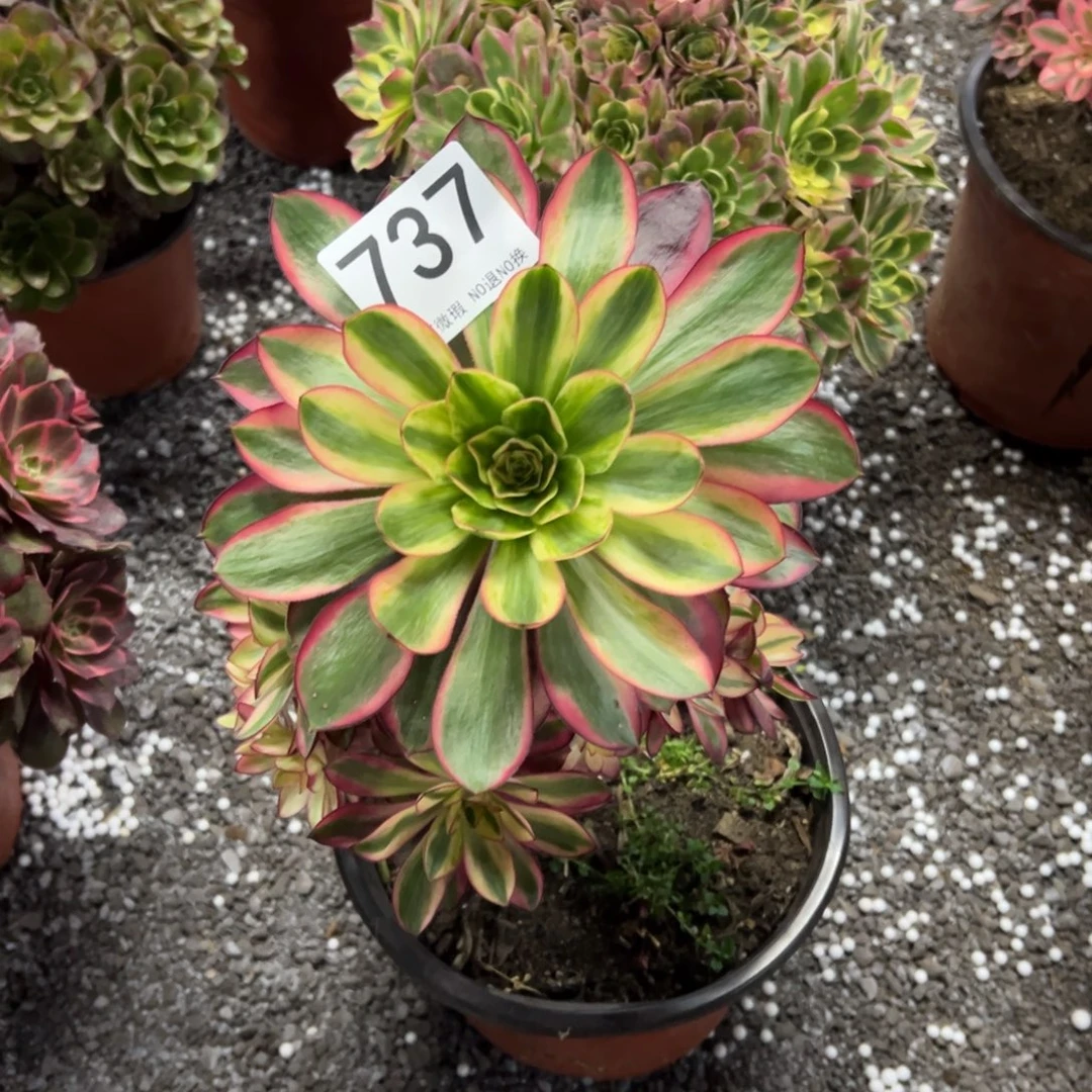 我是真的很喜欢这个