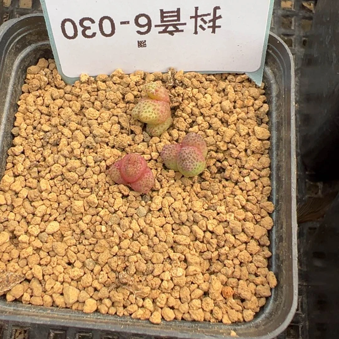 6-30量拍3头955d斑马一颗。多肉
