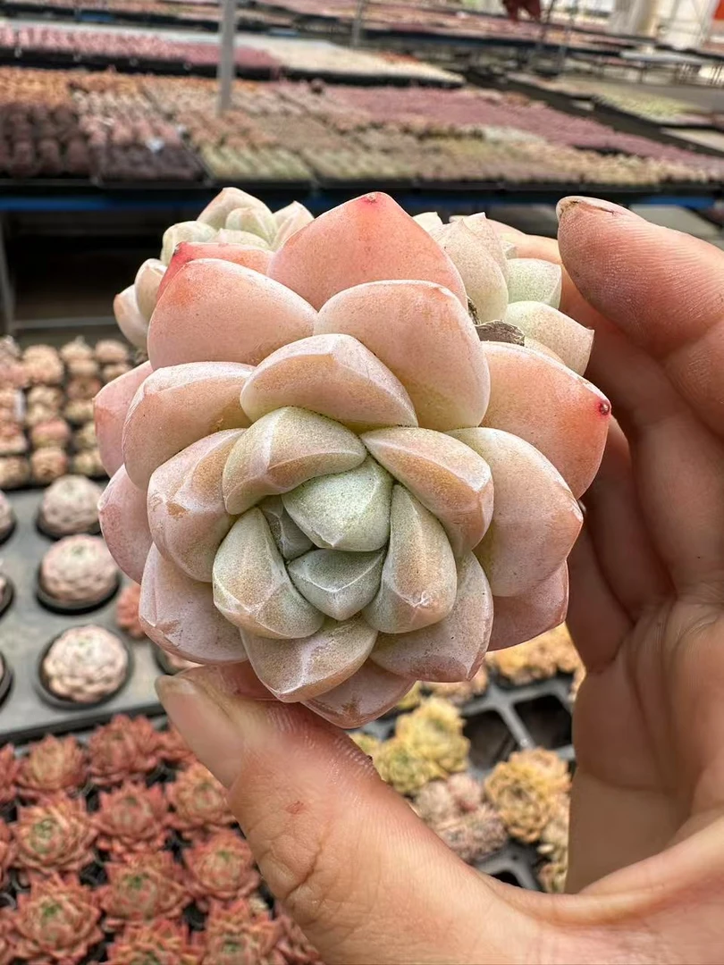 7#冰玉优秀版  多肉植物      前男友精品多肉