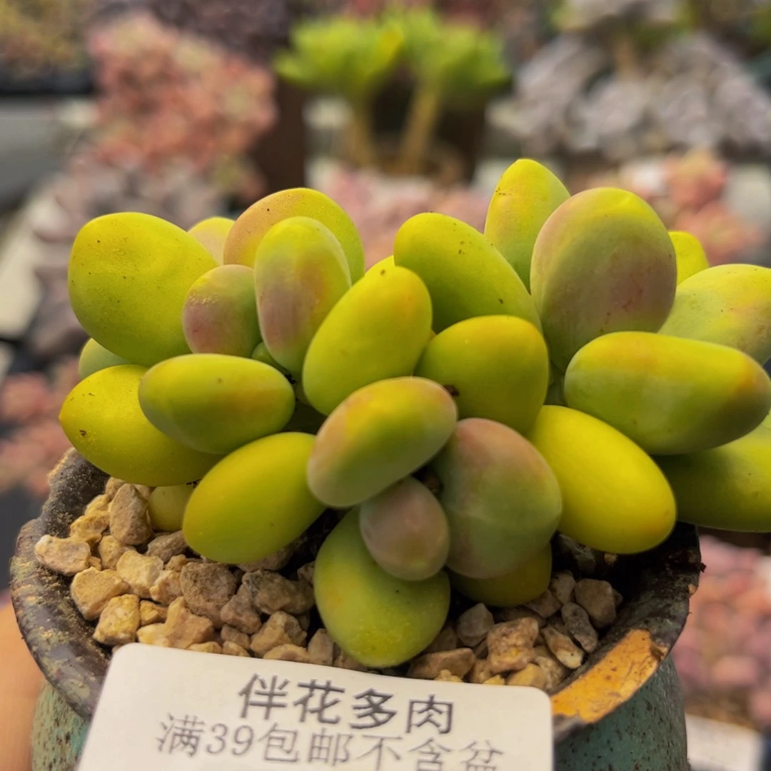 484-kk奶酪多肉7cm