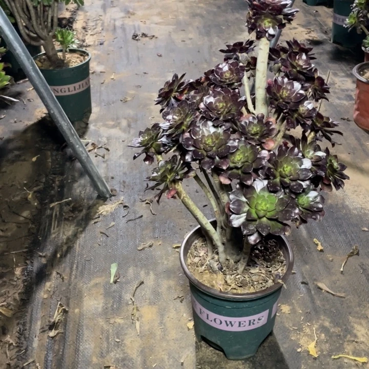 53黑法师多肉植物多肉