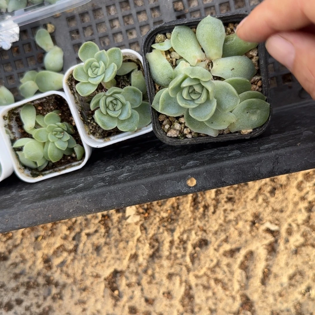 羽衣叶子一个满25包邮