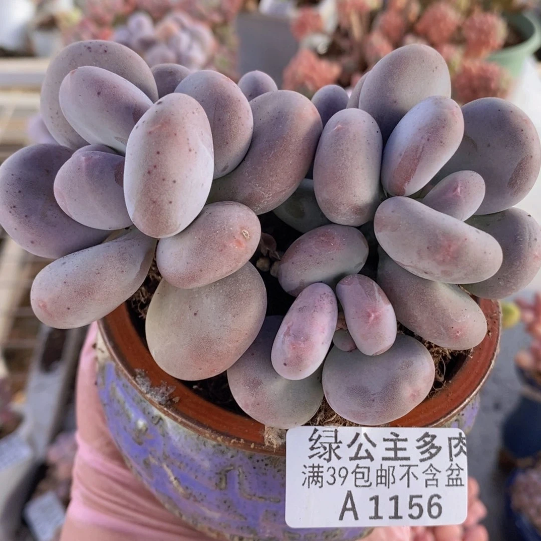 黄金大叶奶10cm1156多肉植物