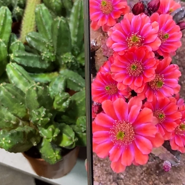 仙人球红花桃太郎一盆