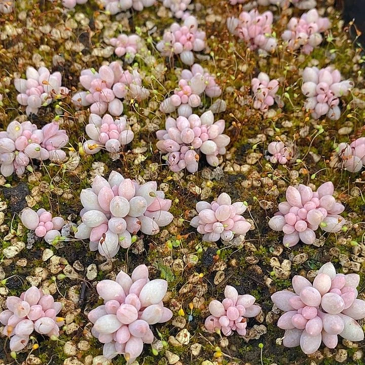 206 多肉植物盆栽花卉盆栽