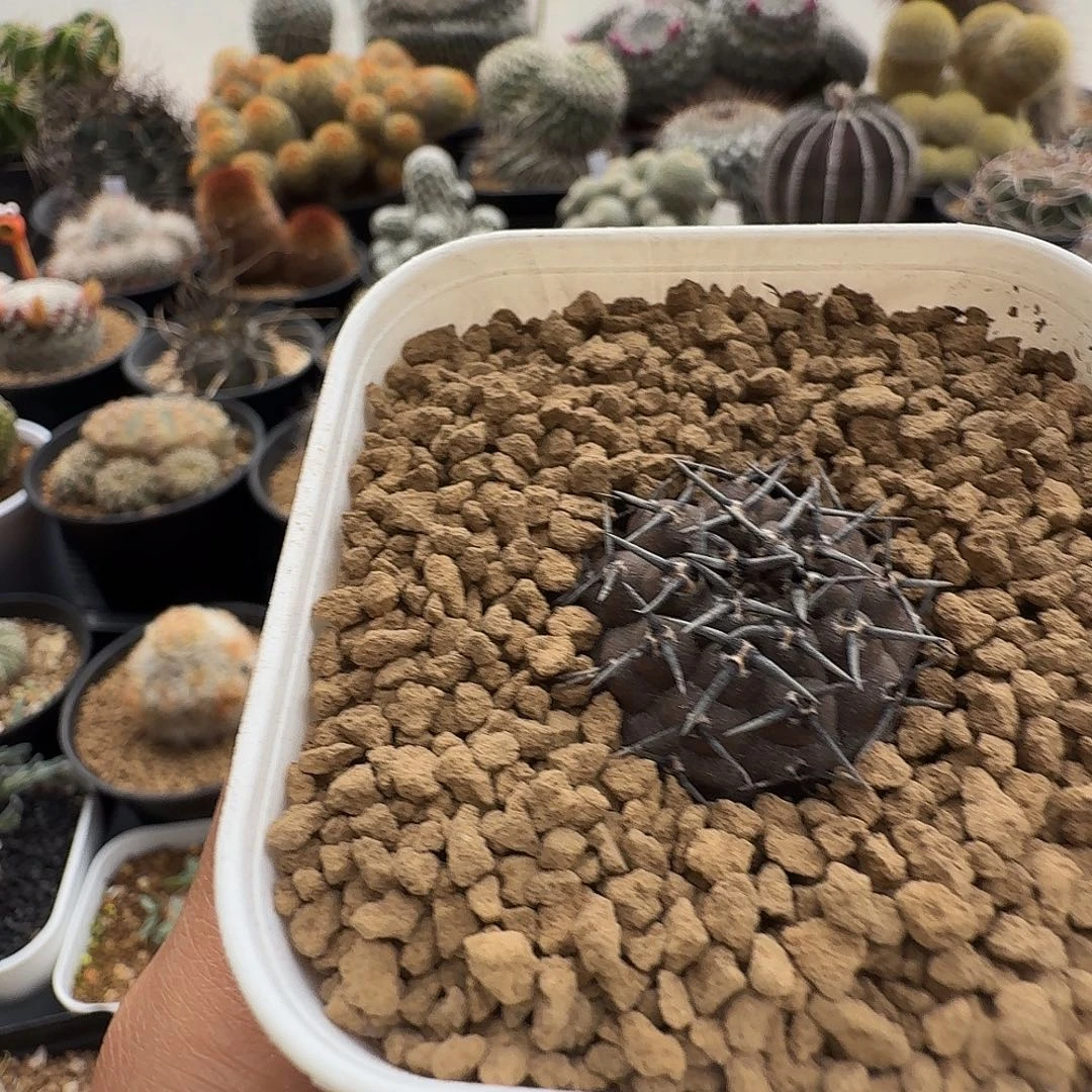 实生黑刺凤头脱土发货