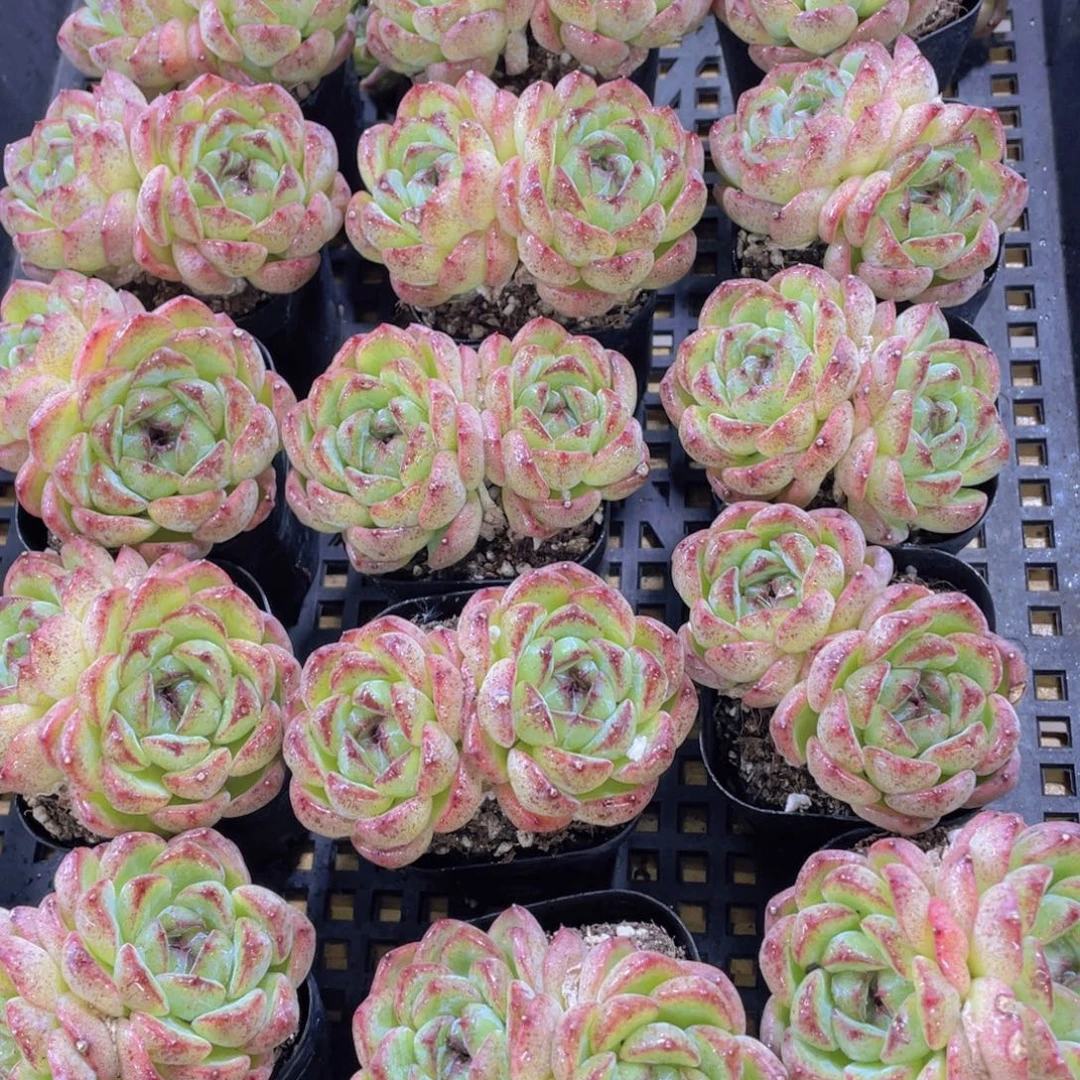 量拍2号 飘枝黄水晶一颗