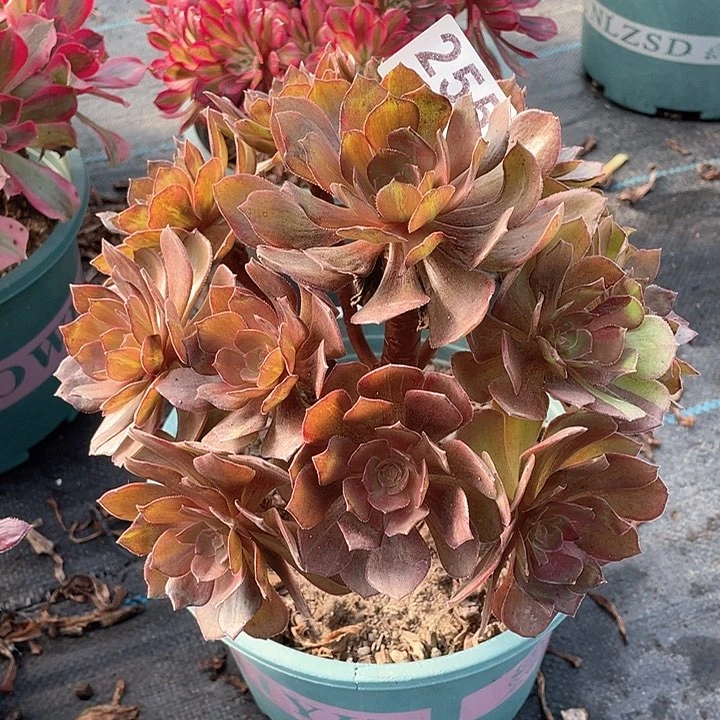 花无缺255   冠幅23