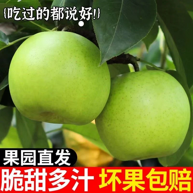 苏翠梨新鲜水果当季包邮批发一整箱