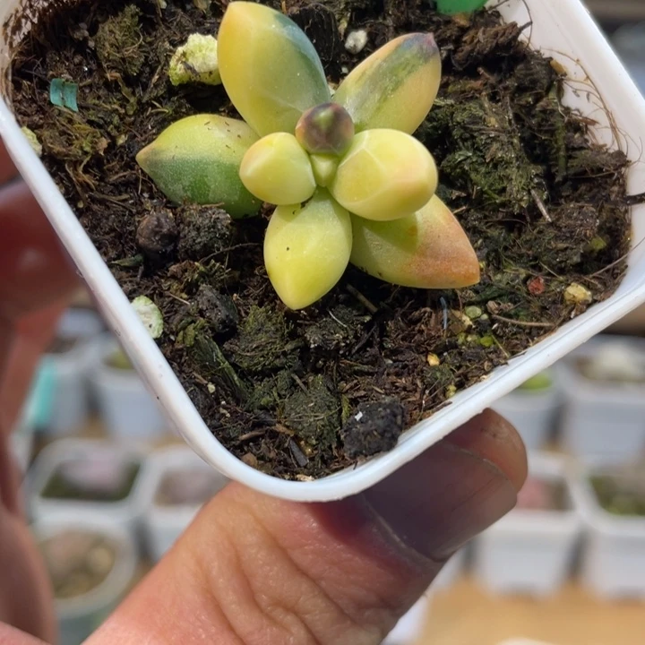 千代田锦带盆586号得多肉啊啊