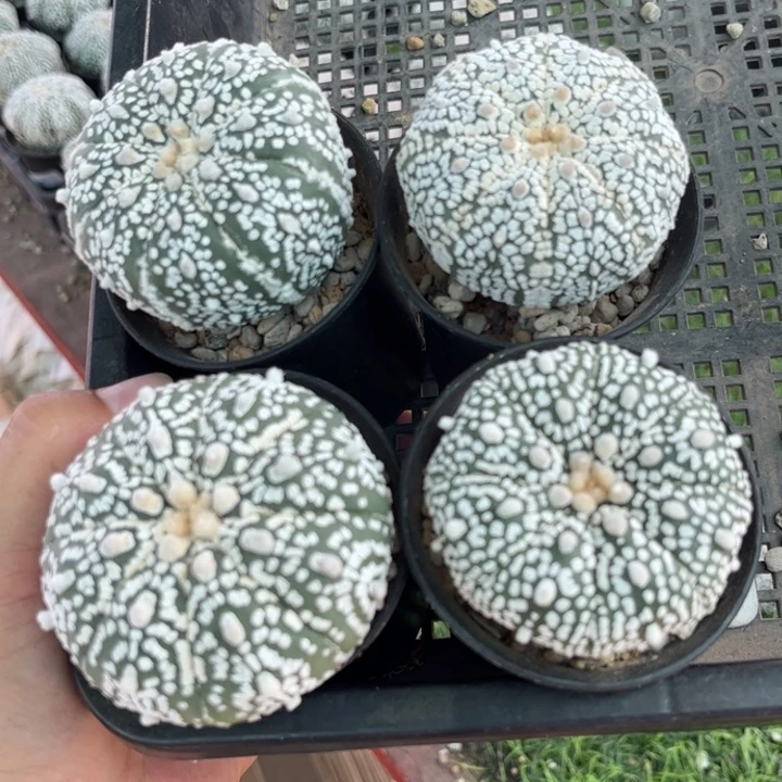 9922四棵福利好养