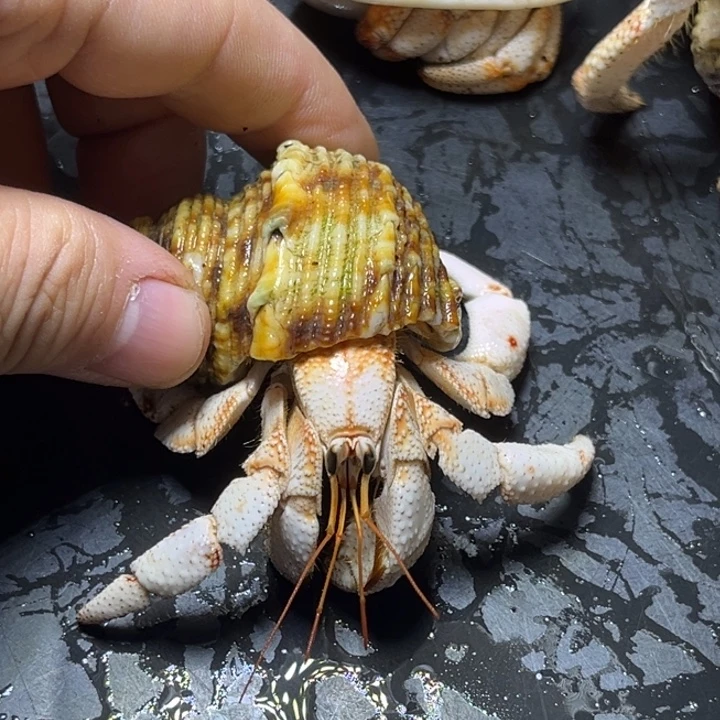 闪5号毛球2.5口径