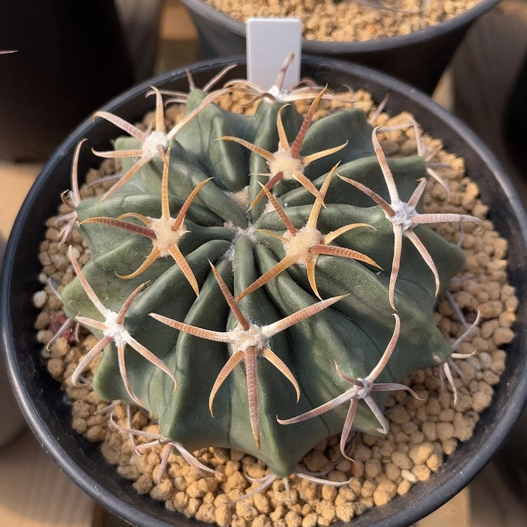 仙人球金琥属卷刺凌波7.5厘米