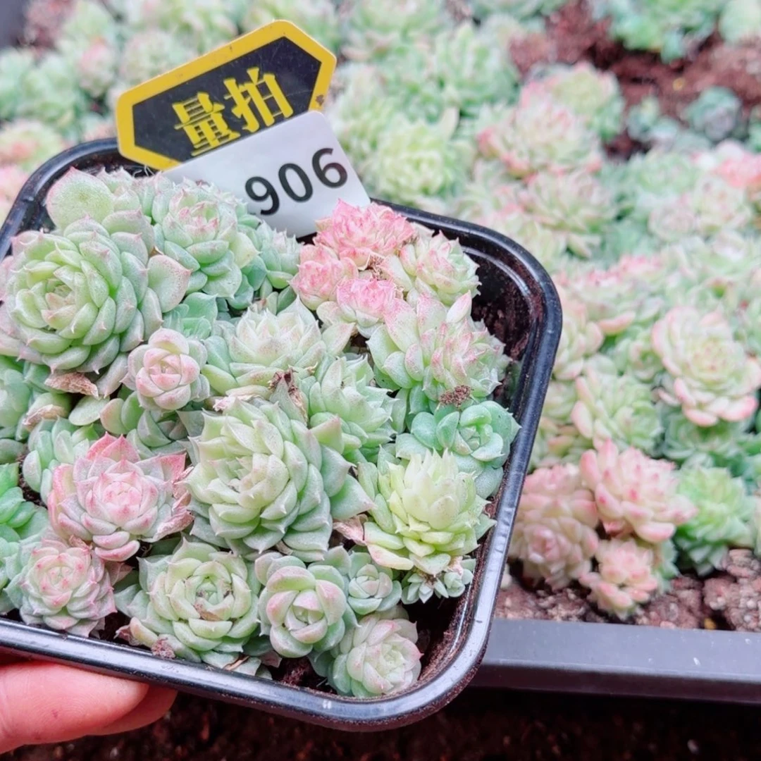 多肉植物多肉植物
