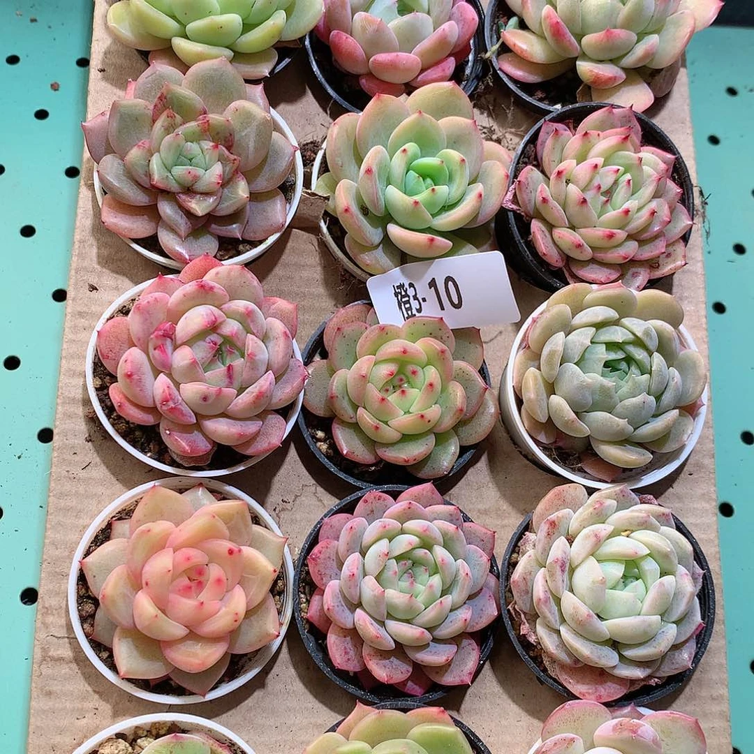 3-10一物一拍带盆18颗