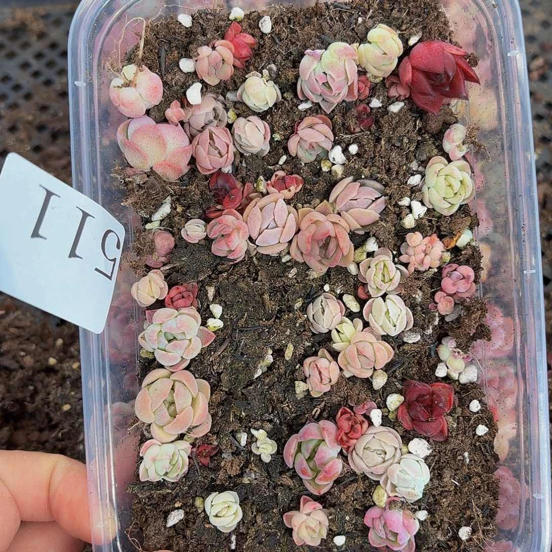 多肉植物多肉植物511