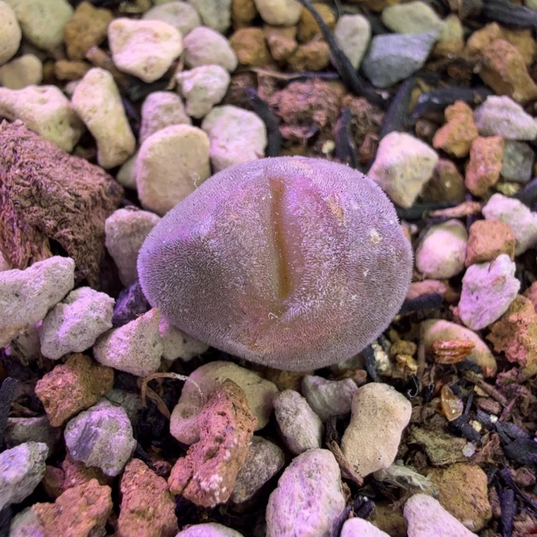 韩国短耳大眼睛 11-4-L33