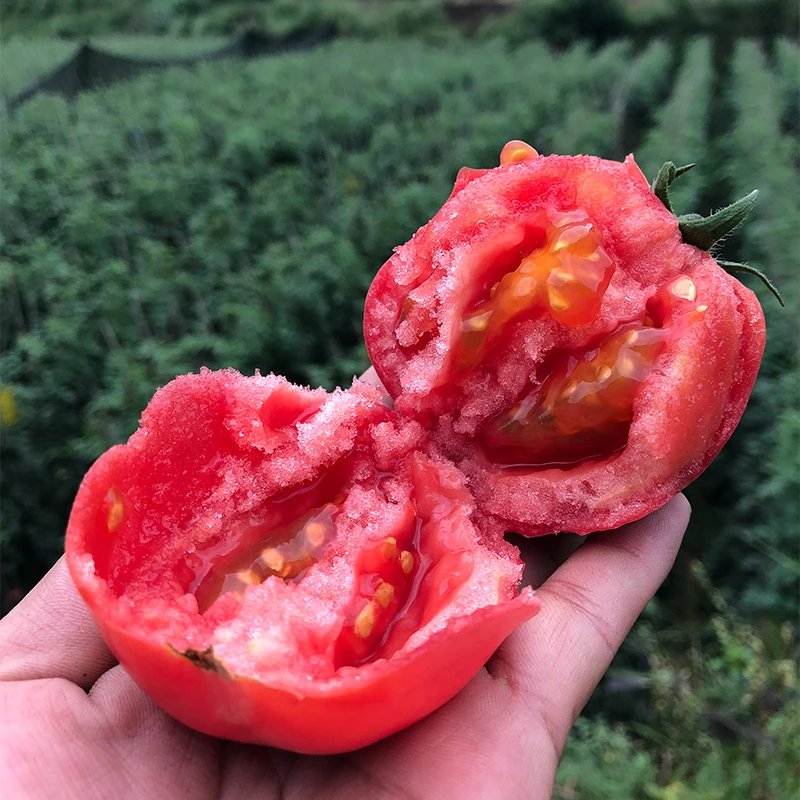 【树上熟】攀枝花高山露天沙瓤西红柿蔬菜水果番茄5斤小川