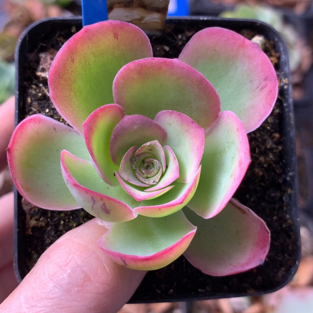 一物一拍蝶恋花127